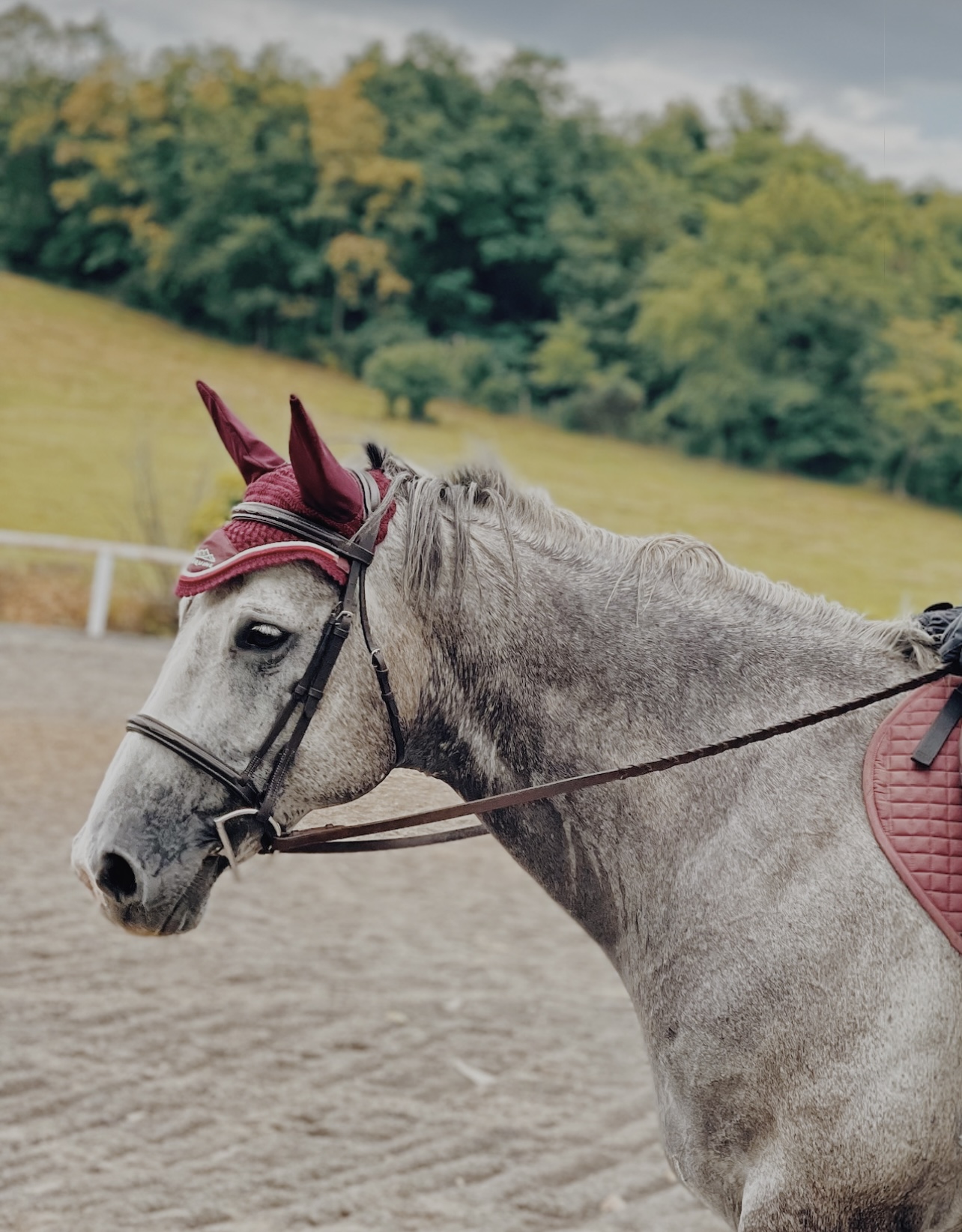 Burgundy Ear Bonnnets Burgundy Ear Bonnnets